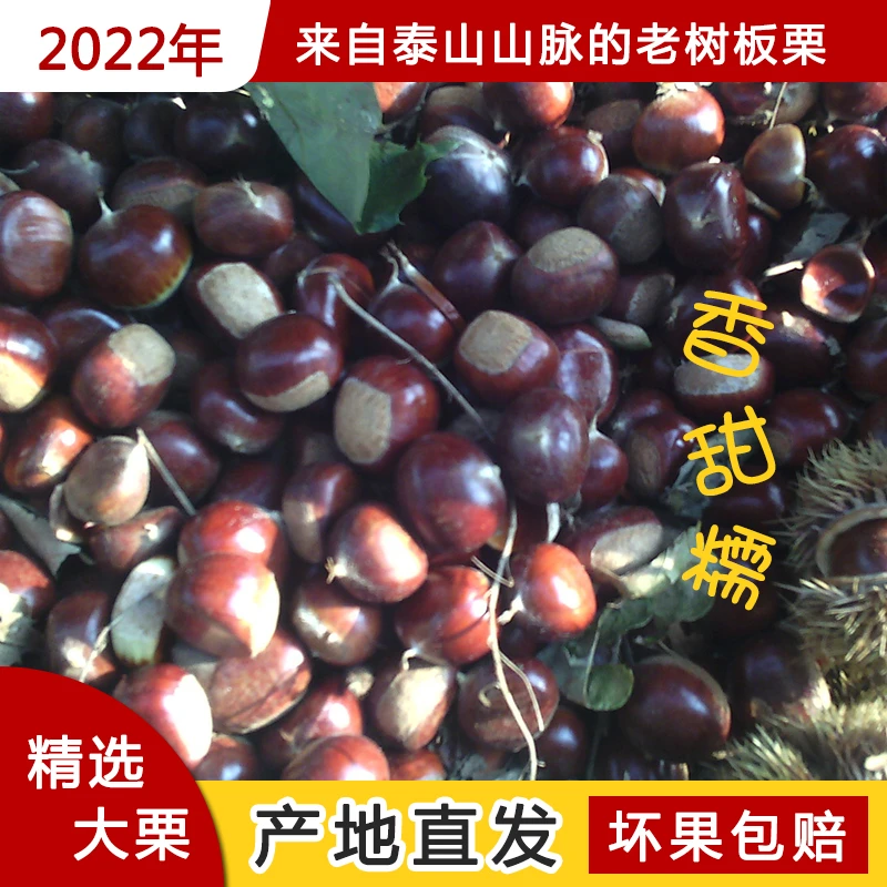正宗泰安板栗泰山山脉现摘新鲜深山老树板栗香，甜，糯