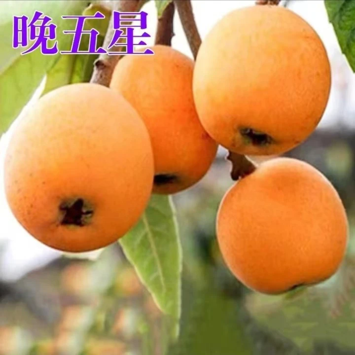 云南晚五星枇杷果树果苗南北方庭院地栽特大盆栽嫁接琵琶树苗