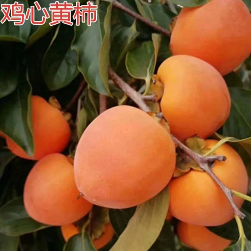云南盆栽无核鸡心柿子树苗南北方嫁接小果火晶软甜柿子苗庭院地栽