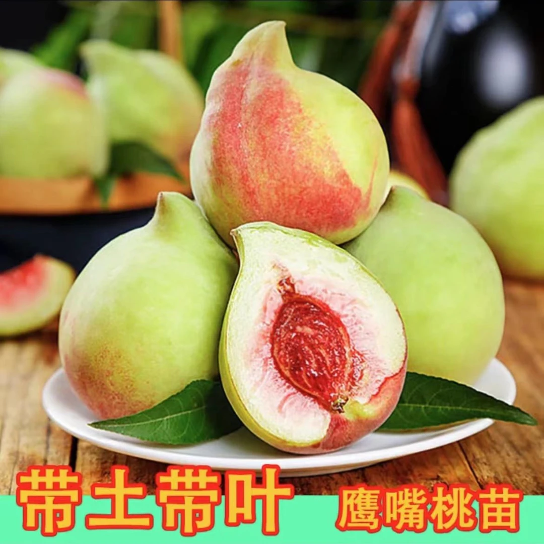 云南鹰嘴桃苗盆栽果树苗带土带叶嫁接苗南北方种植庭院阳台桃树苗