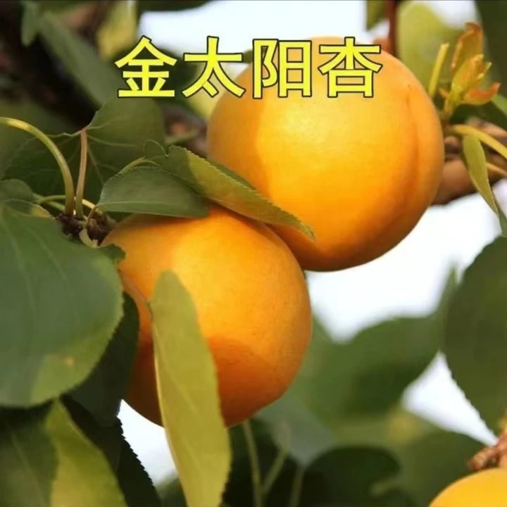 云南香蜜杏树苗金太阳杏子苗树苗嫁接特大早熟香白杏子树苗