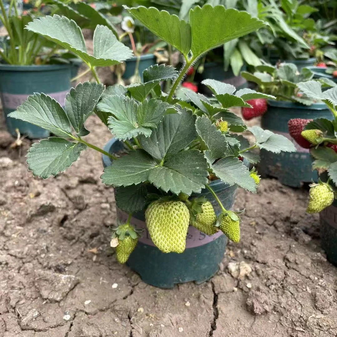 优质带花果奶油大草莓 原土现挖带盆栽好 宁玉红颜盆栽南北方阳台
