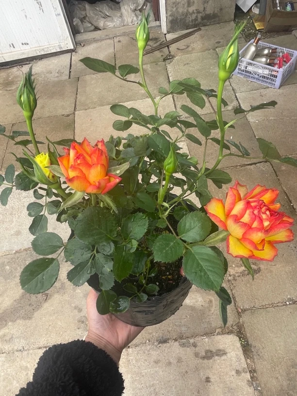 【中苗带花苞】：黑巴克、苏格兰黄油、火焰、双鱼座二乔、艾莎、果汁阳台