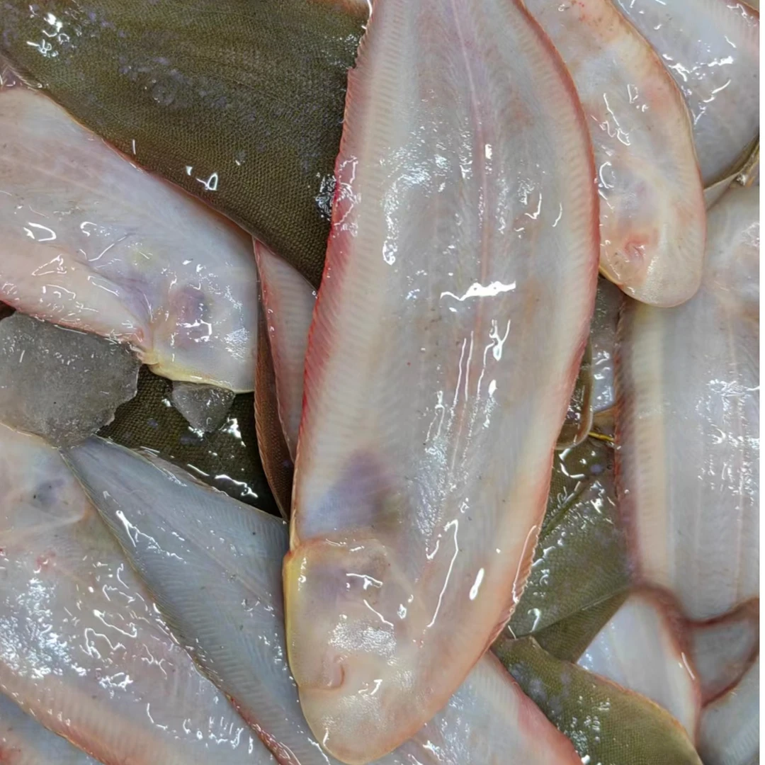 牛舌鱼 鳎目鱼4斤