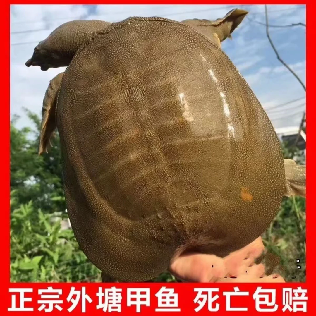 一物一拍   精品外塘生态甲鱼包活包邮2斤-2.4斤