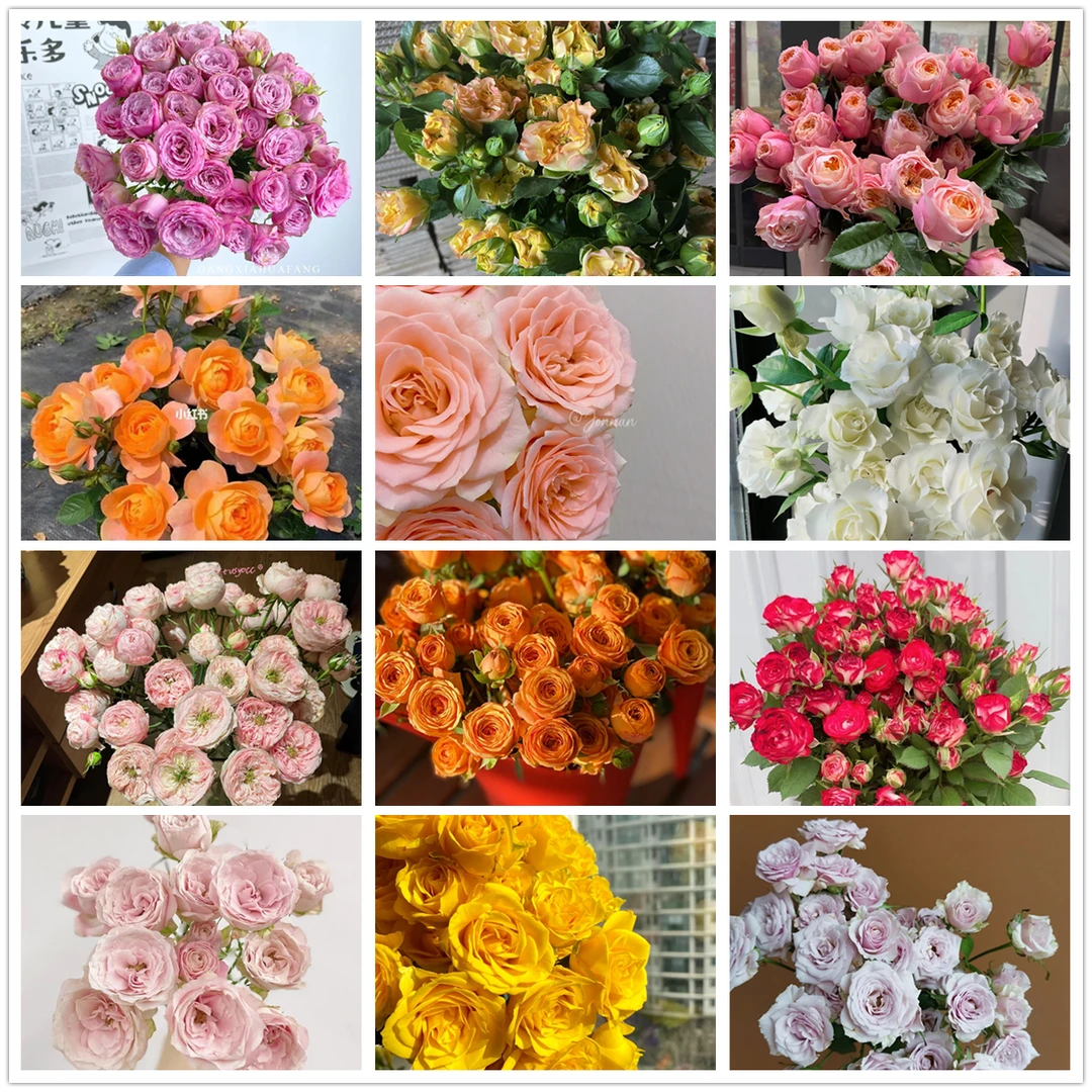 《玫瑰 +泡泡+ 配花  不选品种》（一单包邮）宠粉链接 《顺丰冷链》