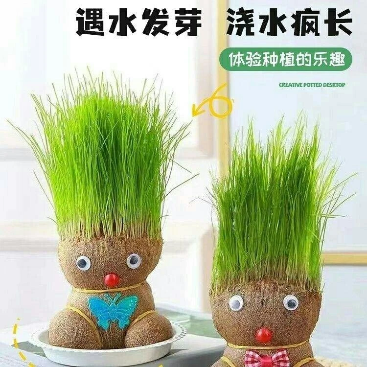 （乌鲁木齐直发）草娃娃趣味童真好养易活桌面盆栽
