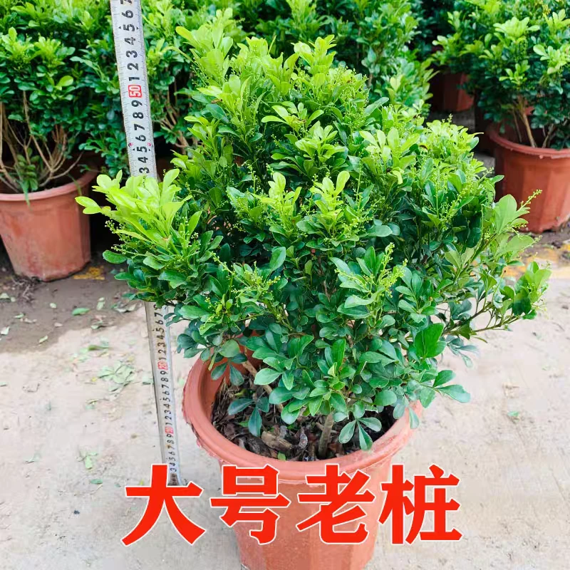 香水米兰盆栽乌鲁木齐直发