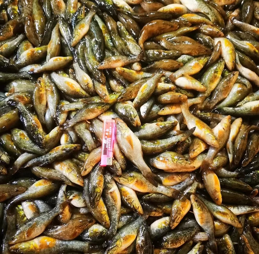 小老头鱼5斤冷链包邮 美味实足