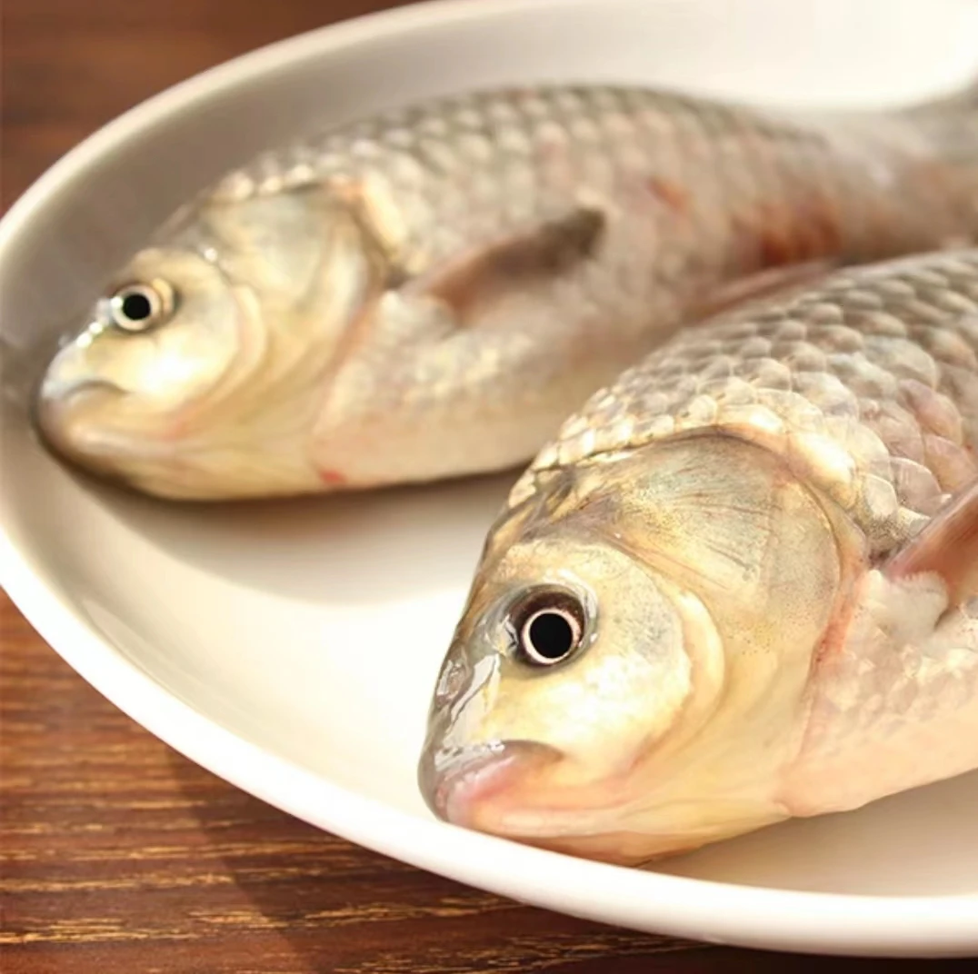 东北淡水野生大鲫鱼6斤(单条半斤至八俩)