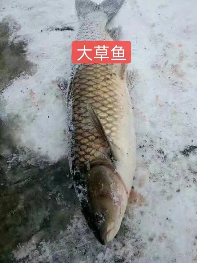 东北淡水野生草鱼5斤至18斤