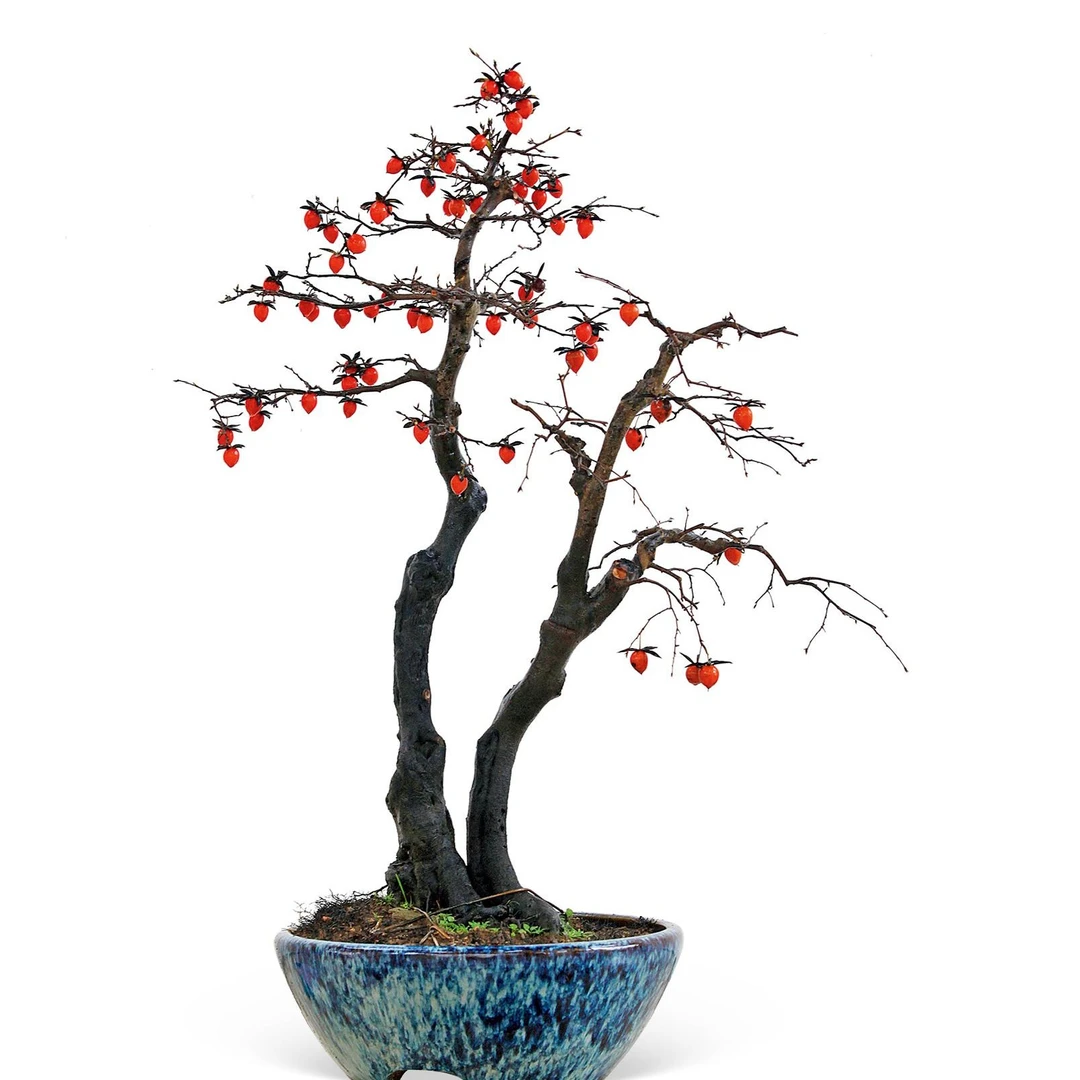 老鸦柿山里红雀梅紫藤花栀子花羊奶果等