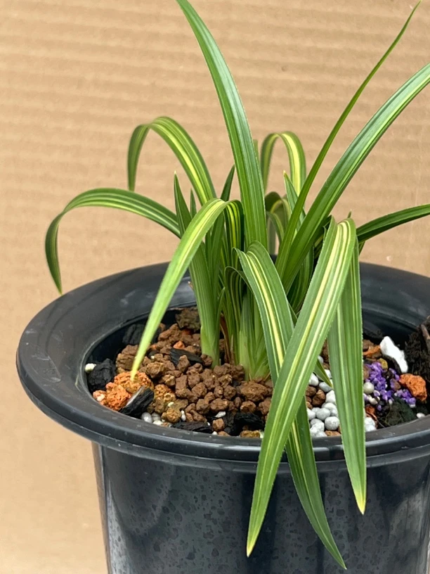 春兰金丝马尾 纯商品苗