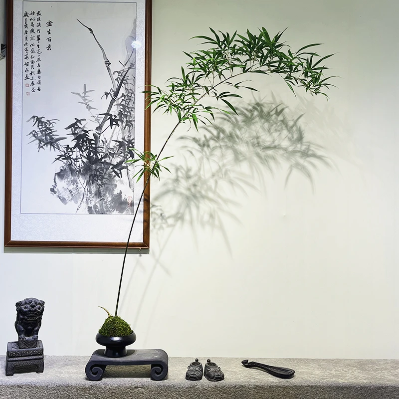 紫寒竹苔藓球盆景带盆整套包邮发货室内茶室客厅好养易活竹子盆景