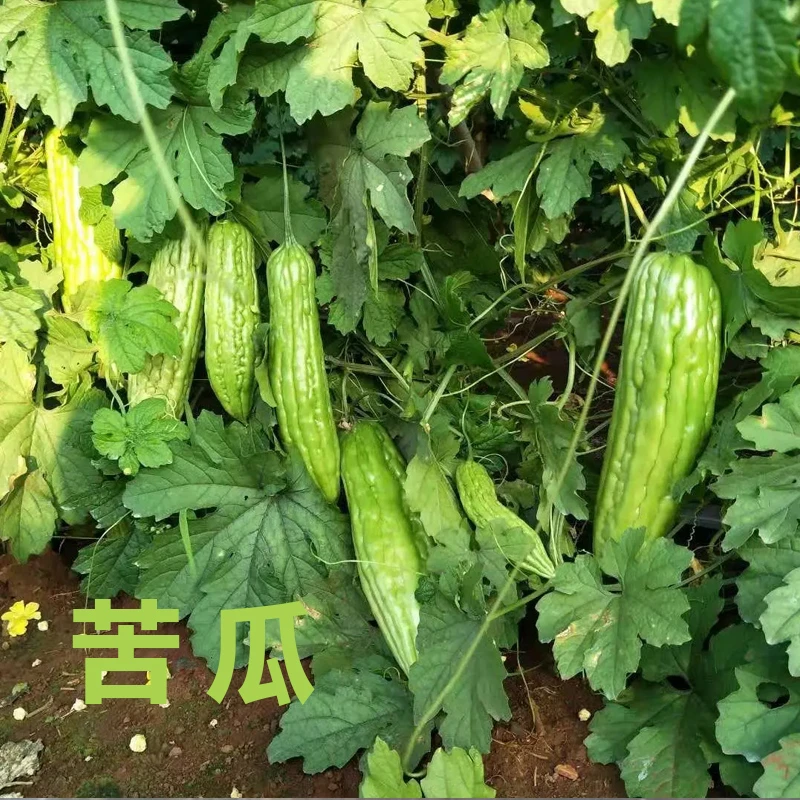 苦瓜苗苦瓜秧苗带土高产早熟大肉苦瓜苗现挖现卖好活基地育苗精选