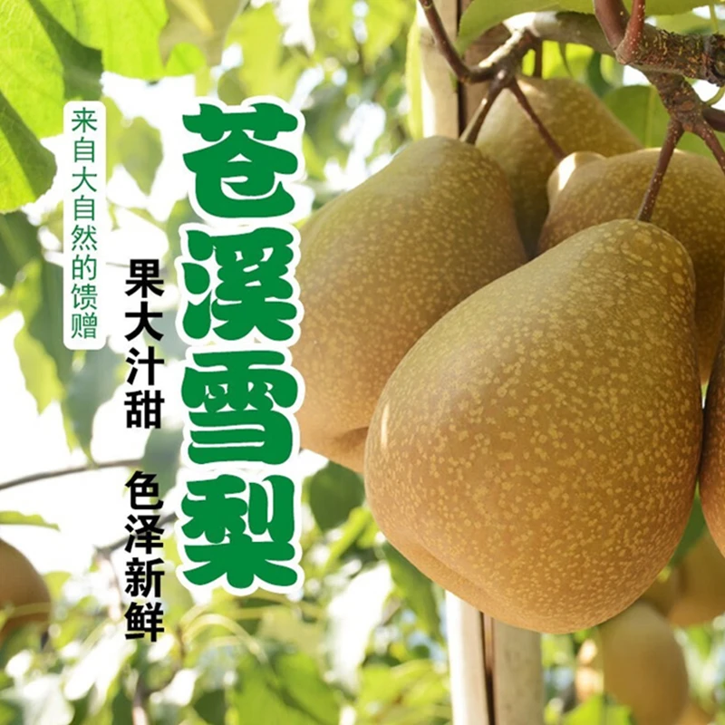 苍溪雪梨施家梨爽口多汁当季新鲜甜脆水果过节送礼佳品苍溪县特产