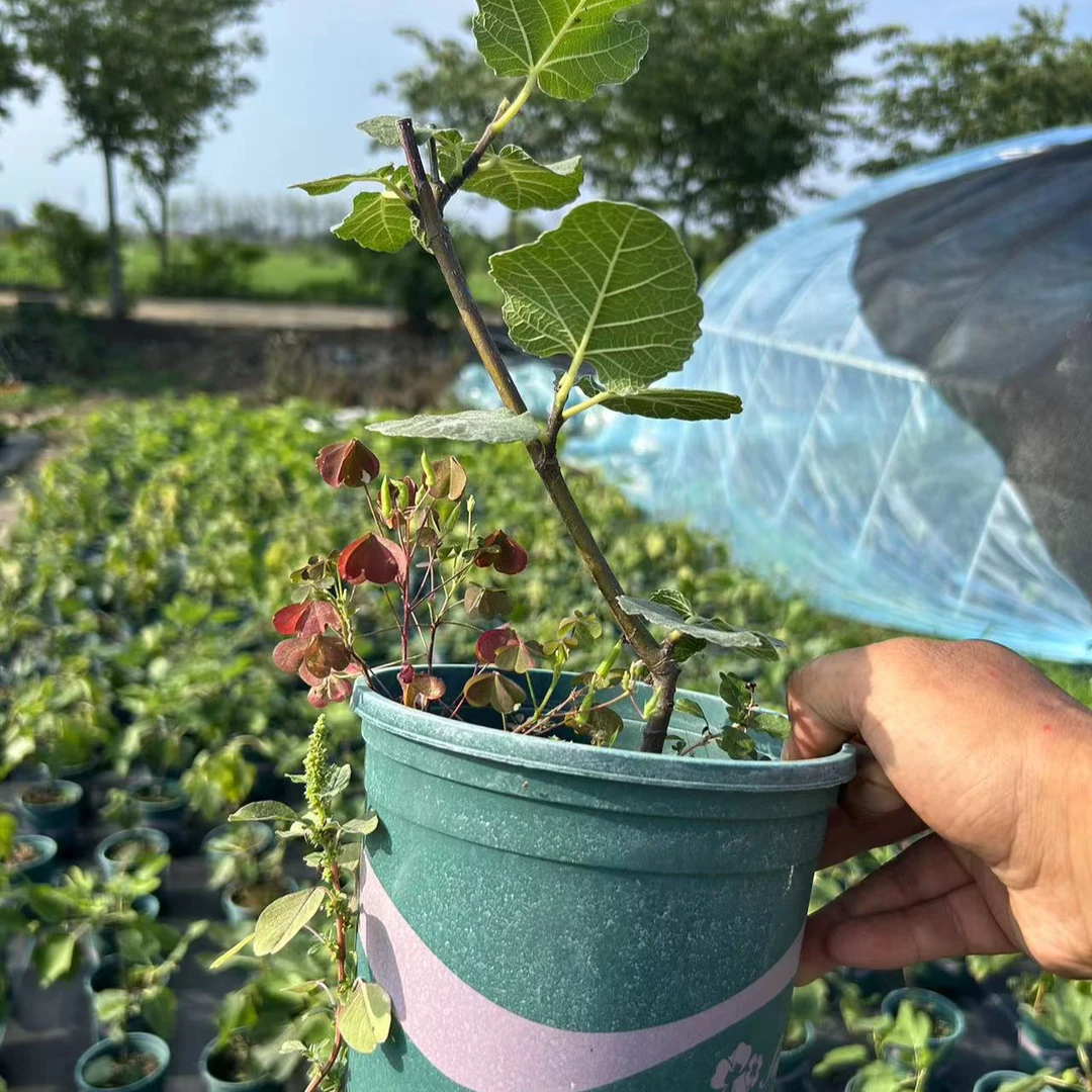无花果苗 残次苗处理专用链接  不售后 介意慎拍