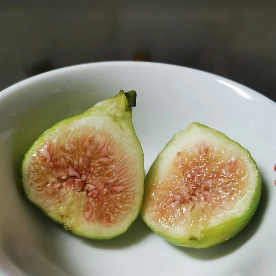 绿早无花果B110 长势旺盛 苗太高 发货前剪一刀