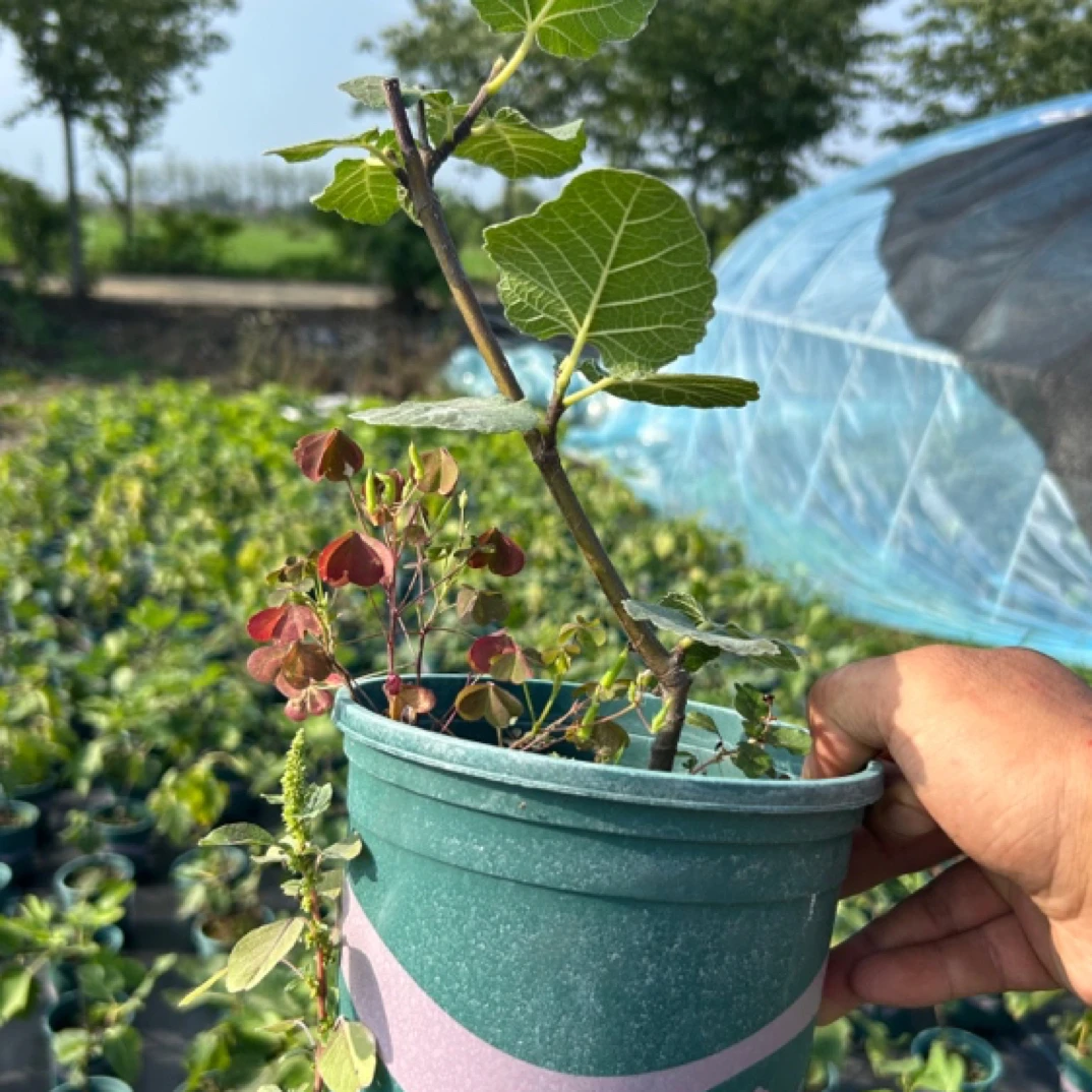 早山口假山口无花果苗盆栽无花果