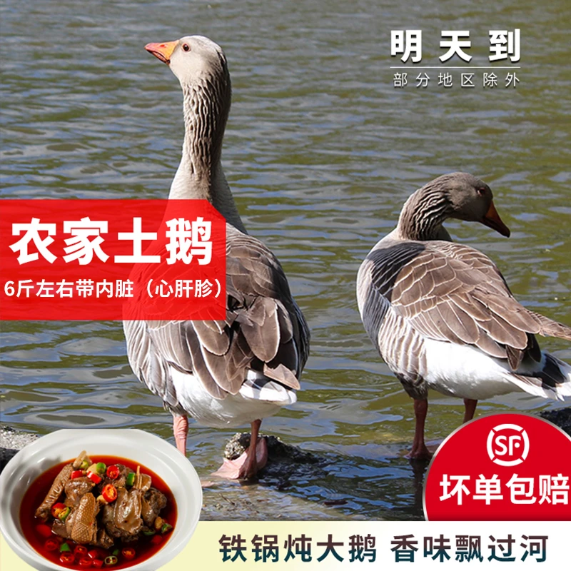 《九儿家》大水库美味散养土鹅散养大灰鹅新鲜仔鹅现杀现发