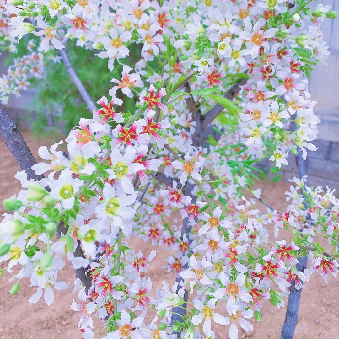 【文冠花，状元花种子】四季易活耐寒耐旱庭院花园多年生植物种子