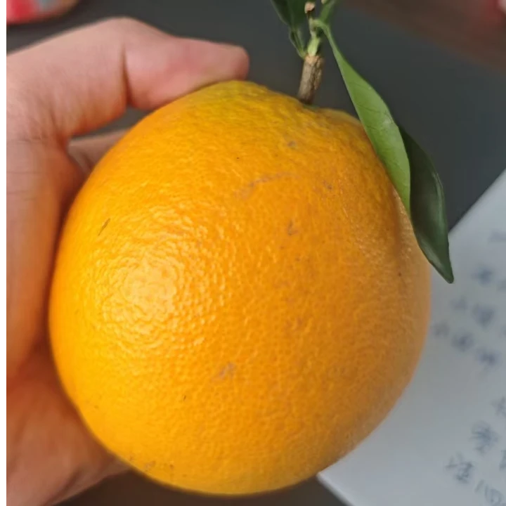 【吉品】赣南脐橙果园直发