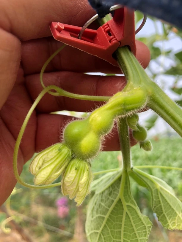 洋气的葫芦娃直播间专用链接手把件