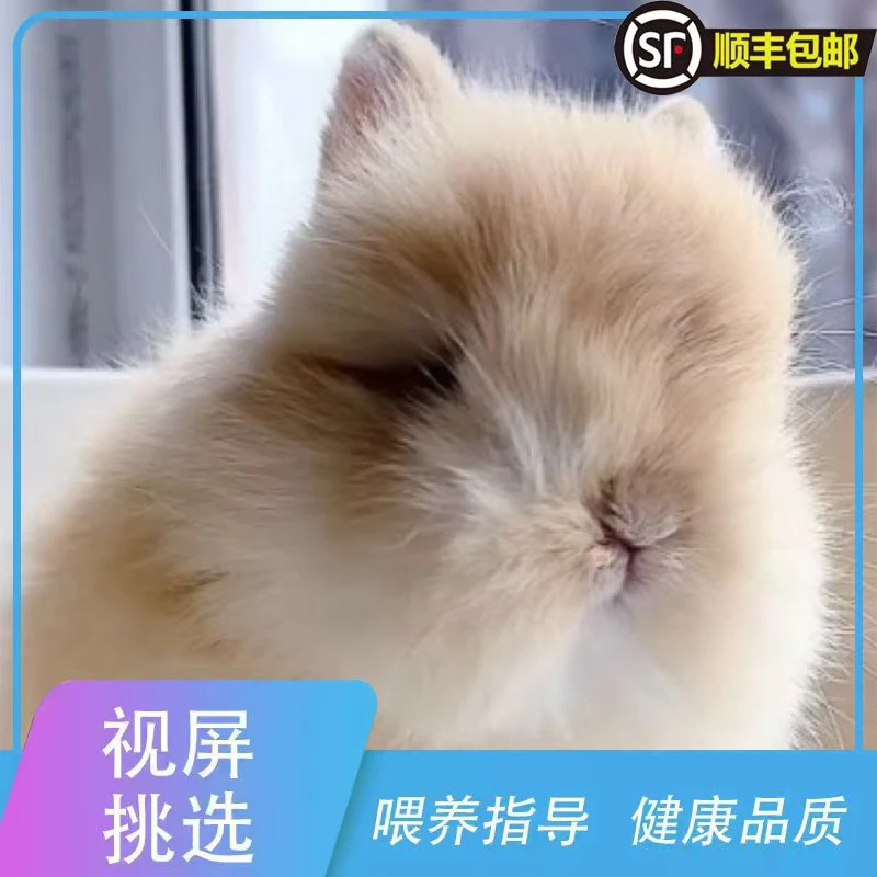 美系进口双血侏儒宠物兔侏儒兔长不大兔子直播间