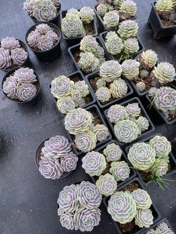 露娜莲超级大黑方盆多头老桩