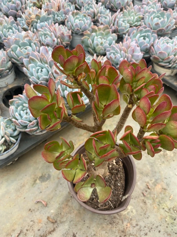 姬红花月2盆部分掉叶不售后