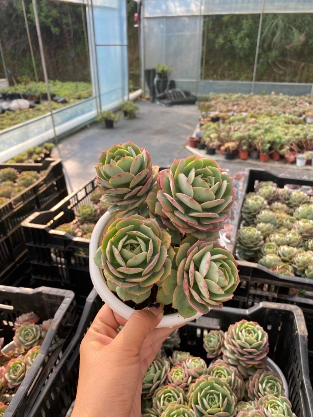 克罗地亚玫瑰白盆8头160杯多头群生