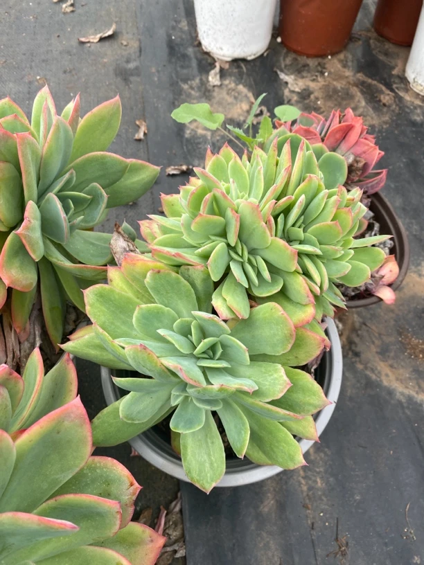 绮罗仙子多头多肉植物