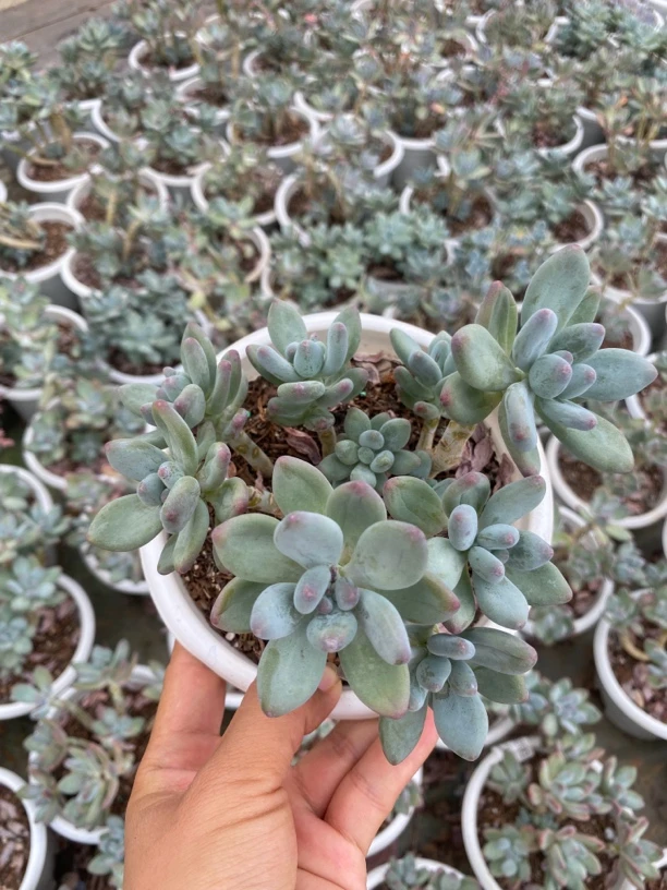 苹果奶多头整桩老桩