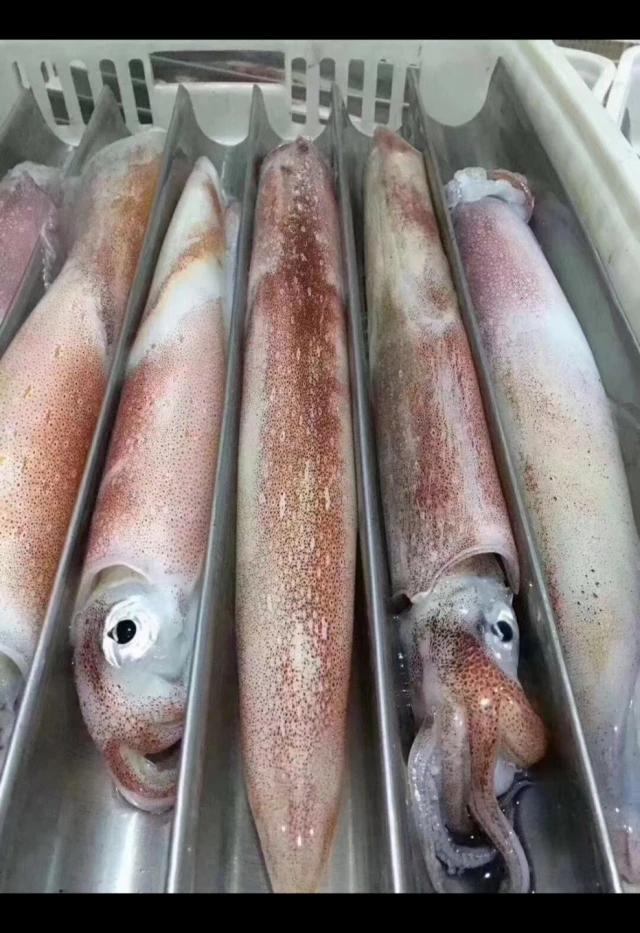 广西北海超级大火箭鱿鱼4.7-5斤左右（3条），1.5—2斤/条