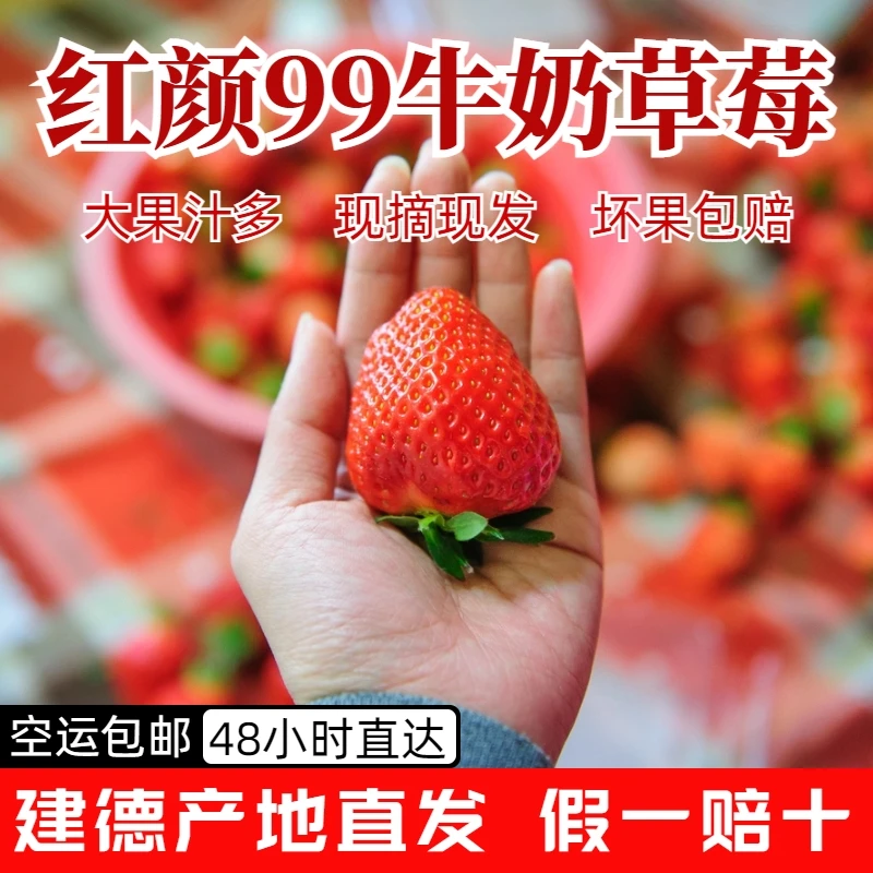 红颜99草莓新鲜采摘顺丰空运奶油大草莓礼盒