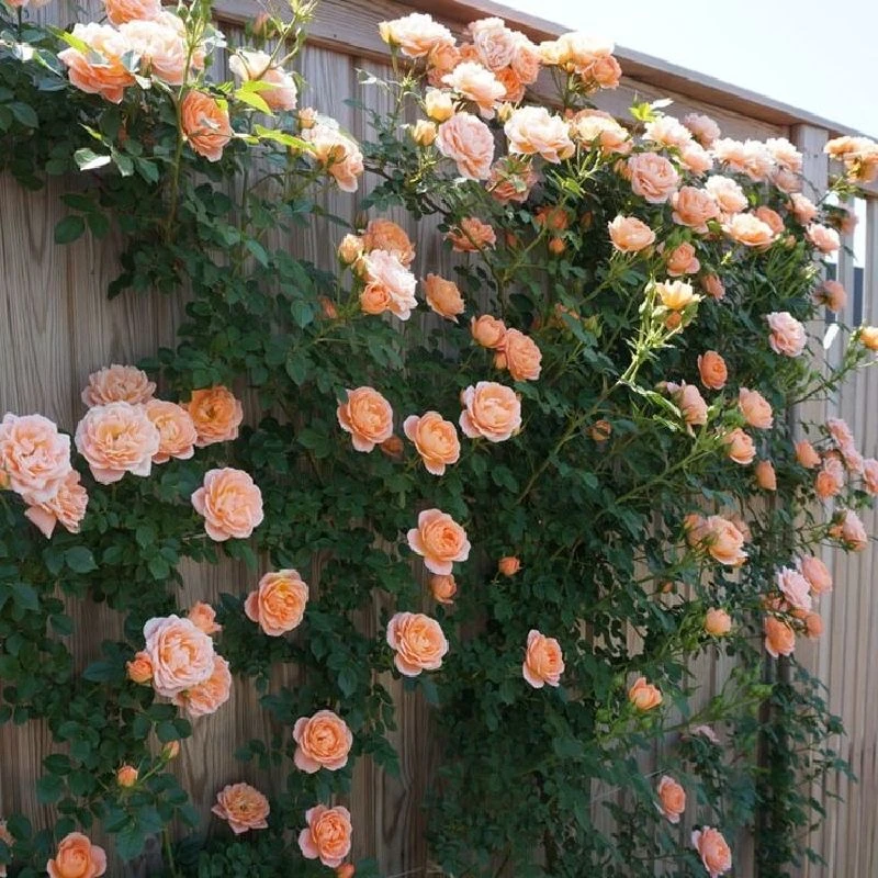 爬墙蔷薇花种子籽四季播种月季爬藤植物花室外庭院花