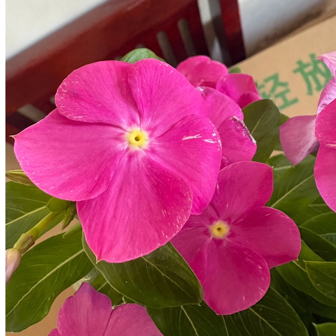 长春花礼品礼盒带包装