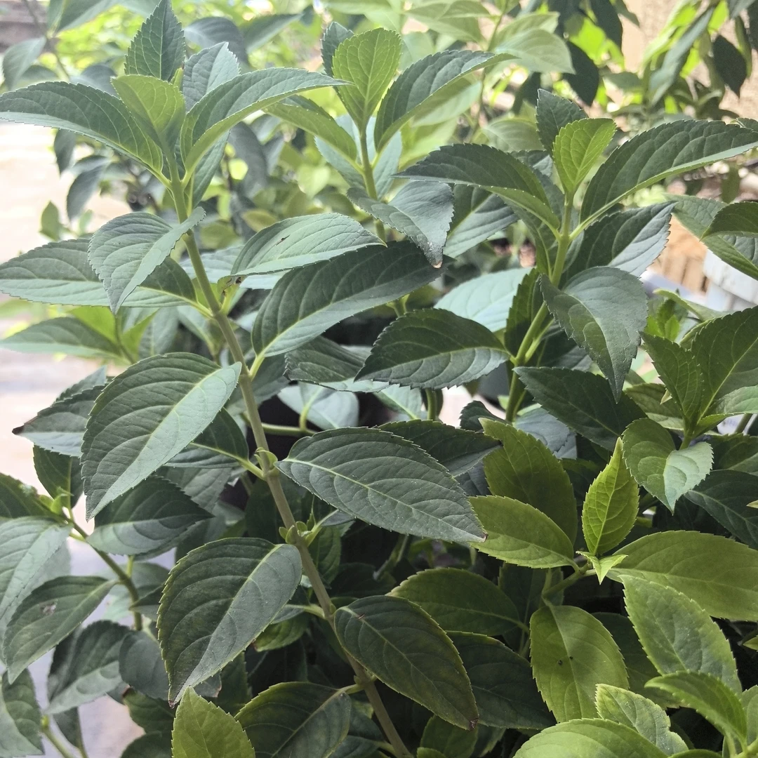 粉落跑新娘多年生灌木可爬藤花墙