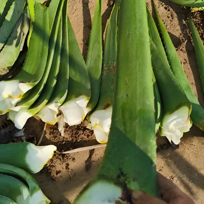 库拉索美容芦荟叶片补水新鲜多肉植物可食用饱满老叶片吃播同款