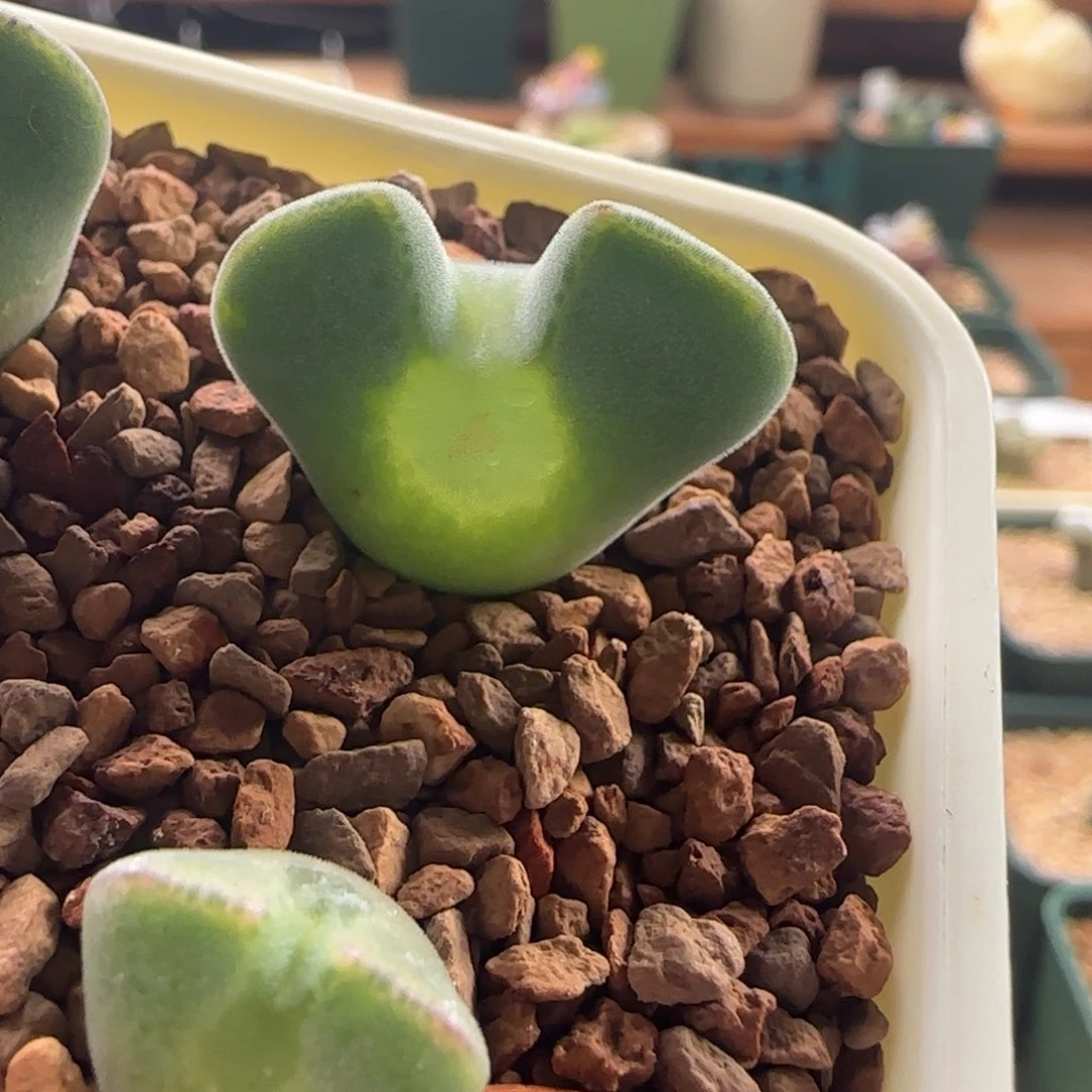 509。青蛙优选大眼空蝉。