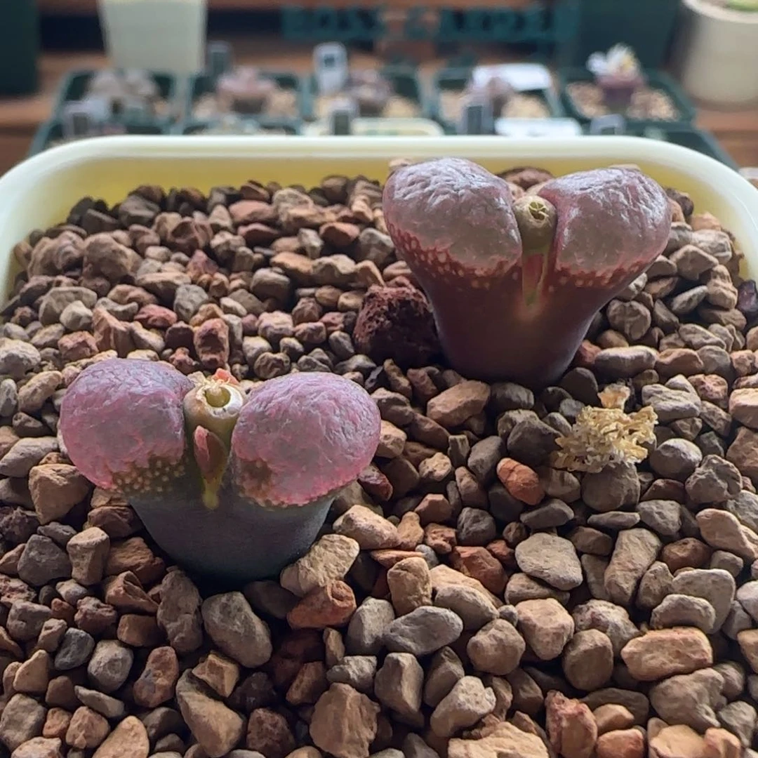 564。美美哒风铃。