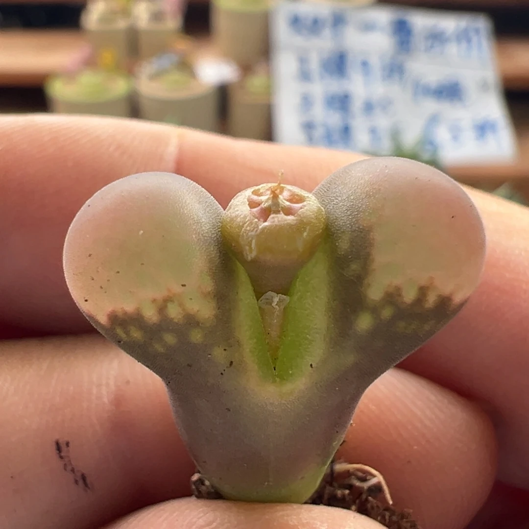 105。 青蛙优选pv1089鲑鱼粉。