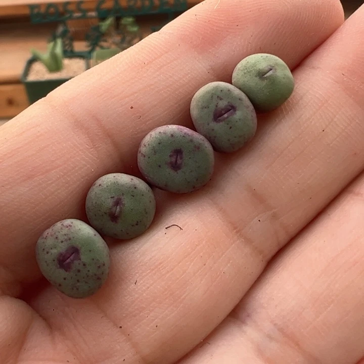 128。青蛙种源ssw贝特芬嘴 随机一颗
