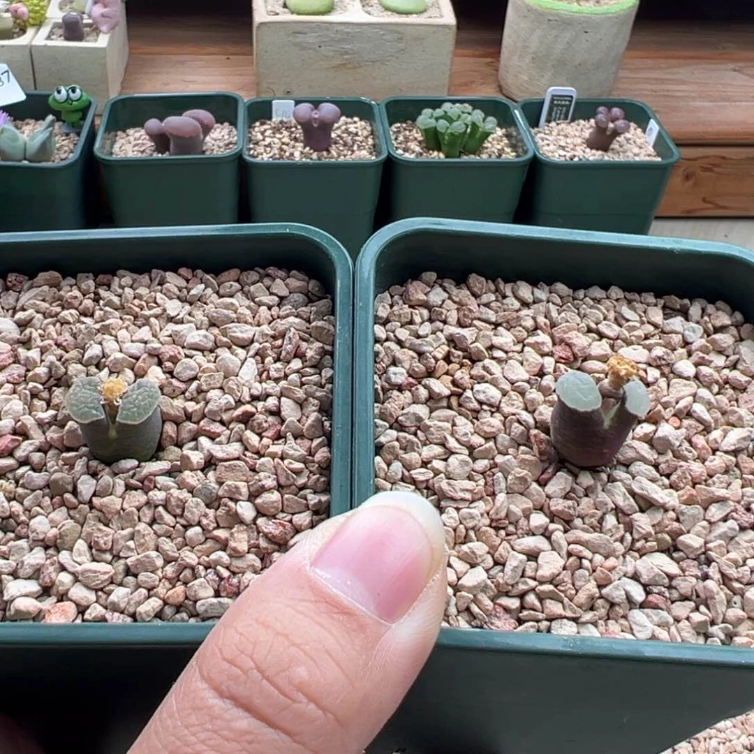 689。优选雪花磁铁。两颗。