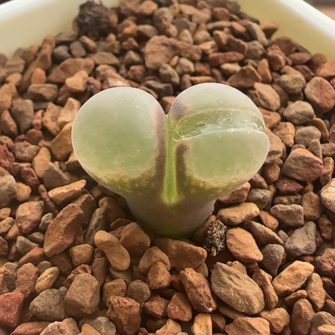 275。 青蛙优选b23网红风铃。四年小个体