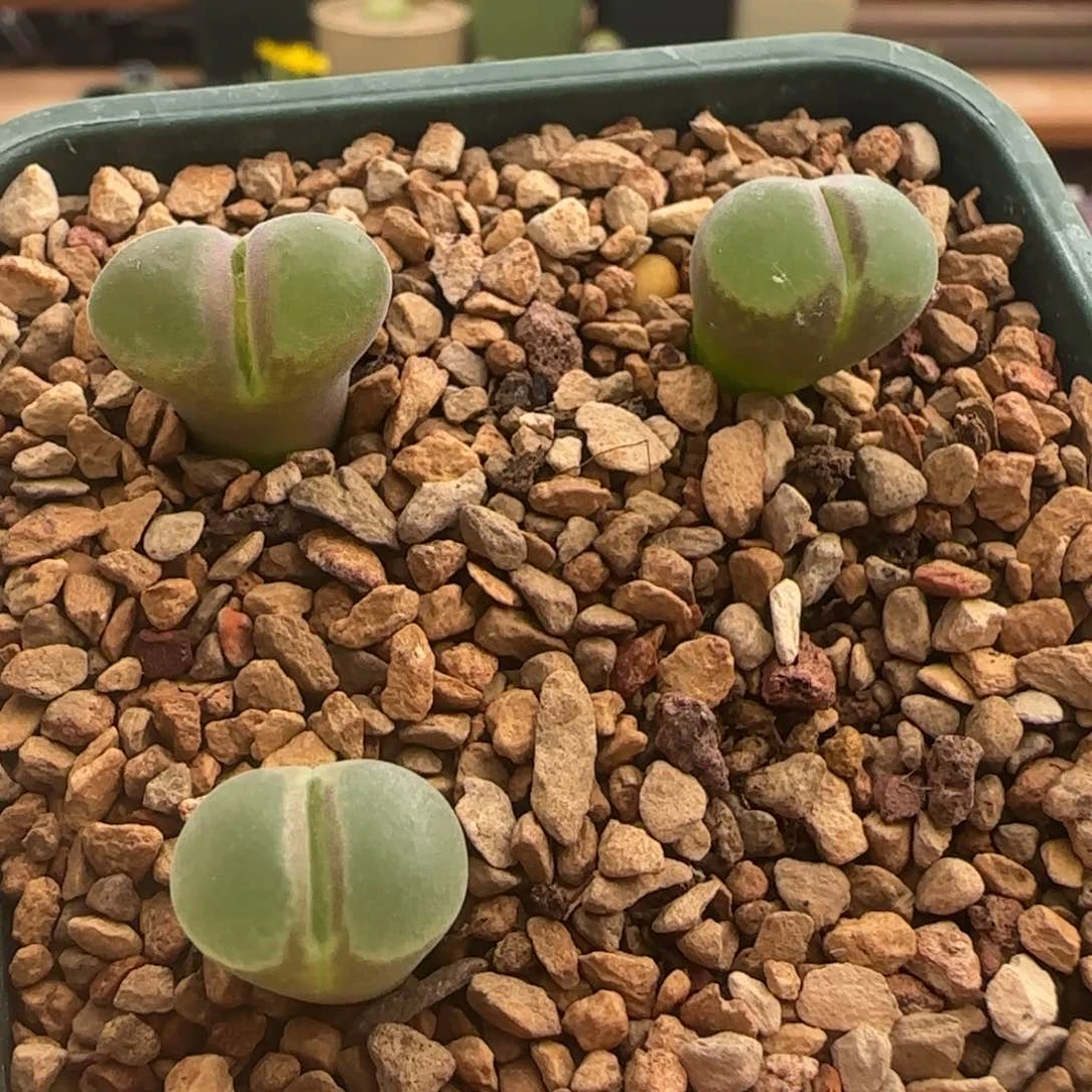 283。青蛙种源ry1777胭脂扣风铃。随机一颗