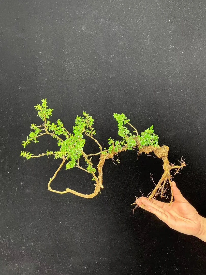 珍珠米叶黄杨盆景素材（直播间一物一拍）