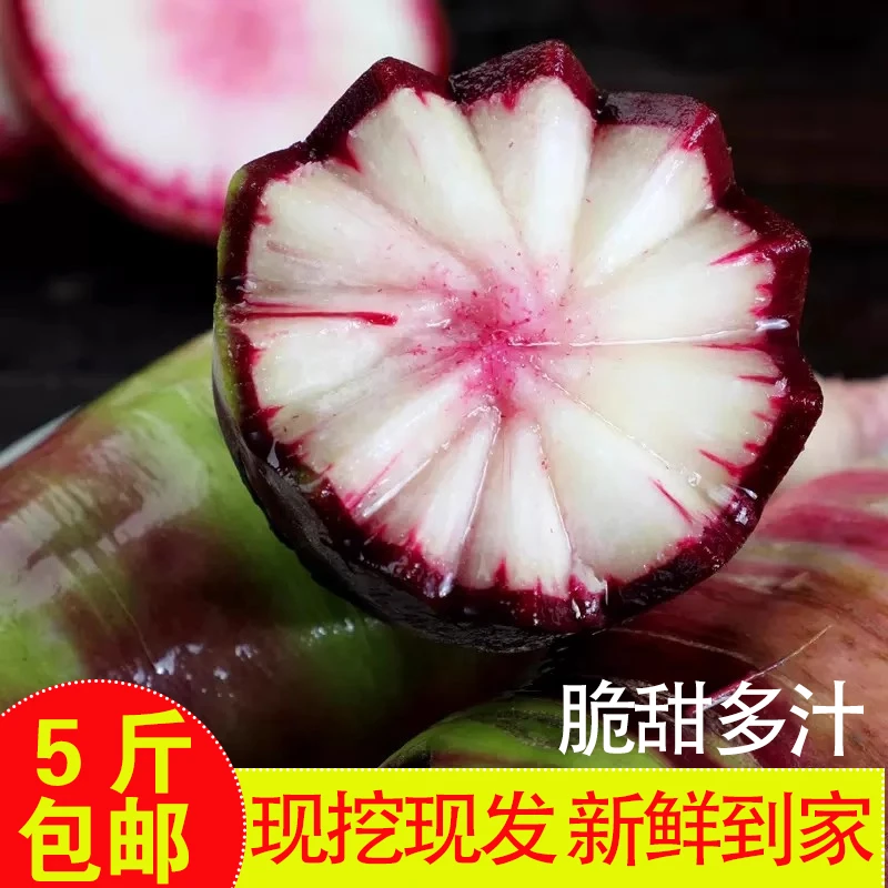 【5斤装】三色冰淇淋水果萝卜爽脆鲜嫩生吃不辣甜脆多汁水果萝卜