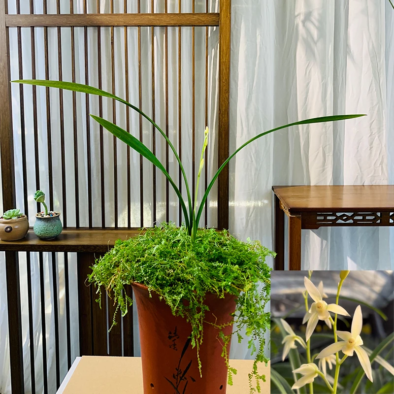 建兰漓江雪夏季秋季开花绿植花卉适合家庭养兰