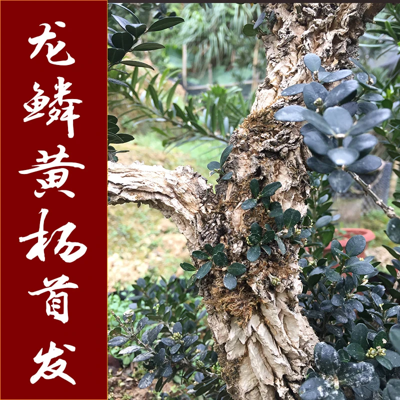 福建皱皮雀舌黄杨，龙鳞黑珍珠黄杨基地直发